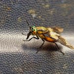 Insektsbett: 3 bästa tipsen